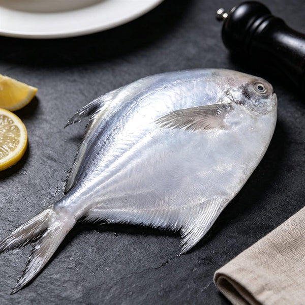 Extra-Large Deep-Sea Silver Pomfret